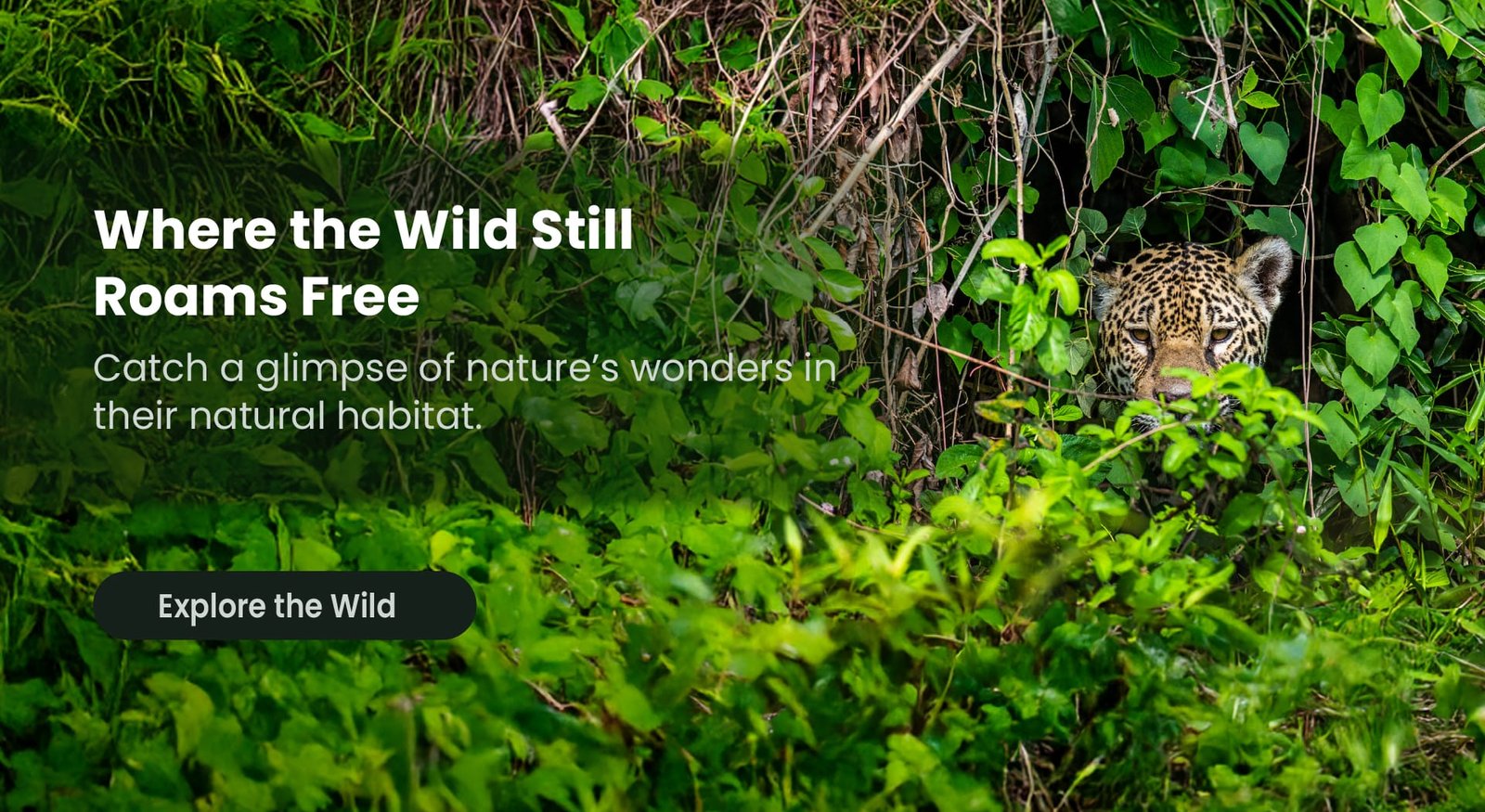 wildlife encounters-100